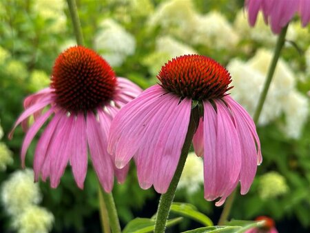 Echinacea purpurea 2L - image 1