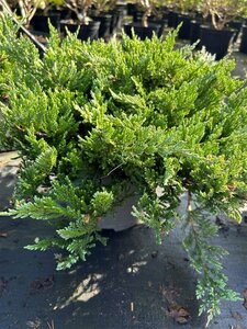 Juniperus hor. 'Blue Chip' 3L