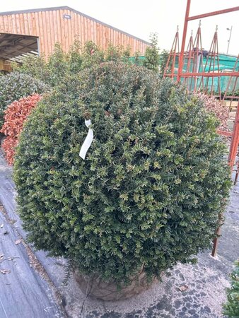Taxus baccata 100-110CM Ball Wire RB