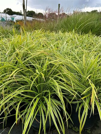Carex morrowii 'Ice Dance' 3L - image 2