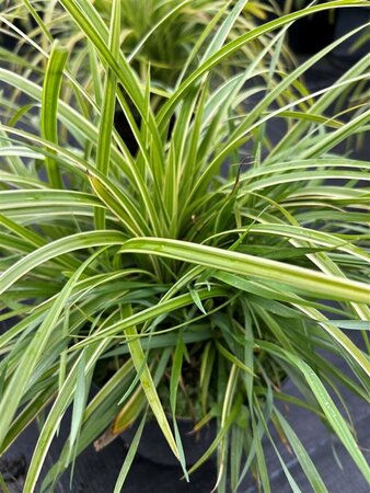 Carex morrowii 'Ice Dance' 3L - image 3