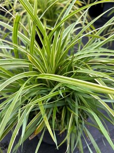 Carex morrowii 'Ice Dance' 3L - image 3