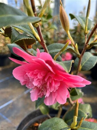 Camellia wil. 'Debbie' 10L - image 3
