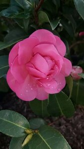 Camellia wil. 'Debbie' 10L - image 2
