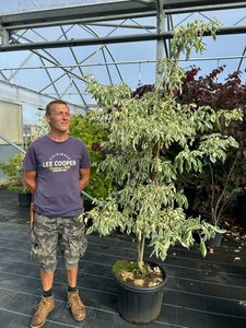 Cornus controversa 'Variegata' 200/250 35L