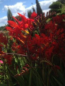 Crocosmia 'Lucifer' 2L - image 2