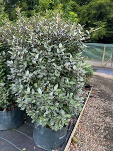 Elaeagnus ebb. 'Compacta' 1.5M Column  Wire RB 50cm Wide
