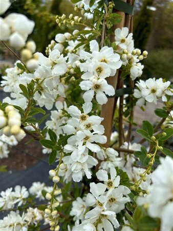 Exochorda 'The Bride' 175-200 25L