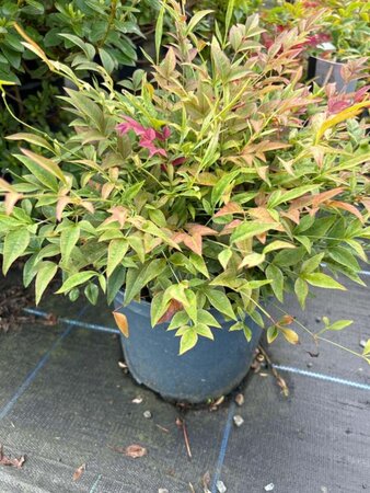 Nandina domestica Obsessed 5L - image 5