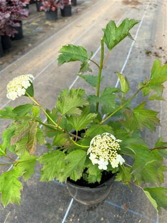 Viburnum opulus 'Compactum' 3L - image 1