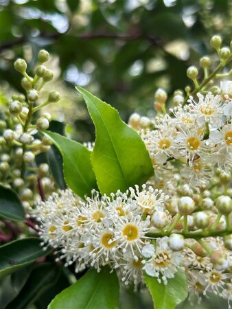 Viburnum opulus 'Compactum' 3L - image 2