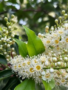 Viburnum opulus 'Compactum' 3L - image 2