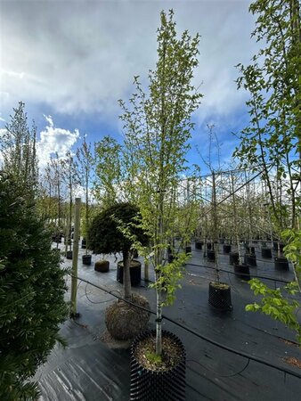 Carpinus bet. 'Frans Fontaine' Extra-Hstd 14/16 80L