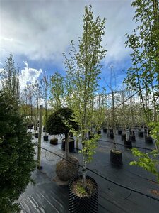 Carpinus bet. 'Frans Fontaine' Extra-Hstd 14/16 80L