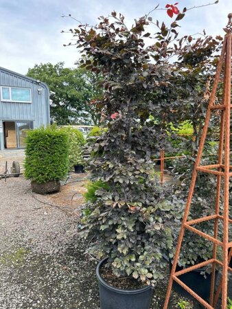 Fagus syl. 'Atropunicea' 2.5M 60CM X 60CM Column  150L Airpot - image 1