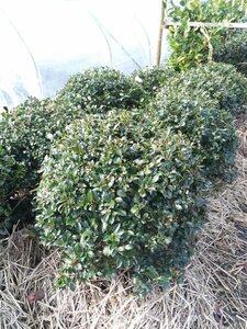 Ilex meserv. Blue Maid 1m Ball  110L