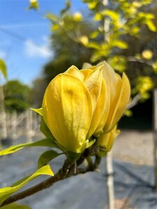 Magnolia brookl. 'Yellow Bird' SELECT STD 10/12 80L Airpot - image 2