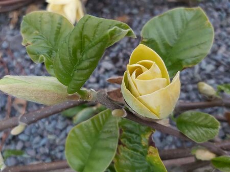 Magnolia brookl. 'Yellow Bird' SELECT STD 10/12 80L Airpot