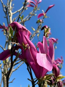 Magnolia 'Susan' Standard 8/10 Wire RB - image 3