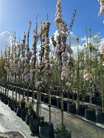 Prunus serr. 'Amanogawa' Standard 8/10 38L Airpot - image 3