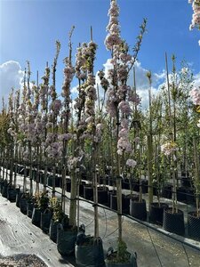 Prunus serr. 'Amanogawa' Standard 8/10 38L Airpot - image 3