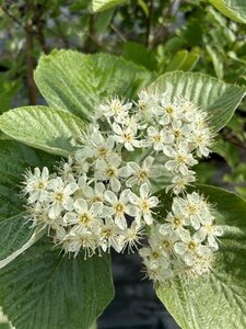 Sorbus aria 'Lutescens' Standard 8/10 38L Airpot