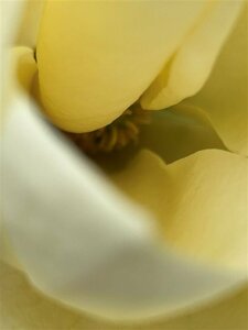 Magnolia denudata Yellow River 100-125 25L - image 1