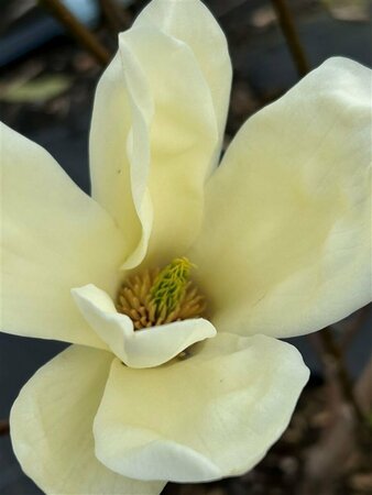 Magnolia denudata Yellow River 100-125 25L - image 2