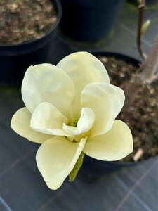 Magnolia denudata Yellow River 100-125 25L - image 3