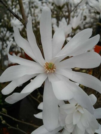 Magnolia stellata 70-80 Root Ball - image 1