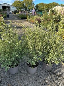 Pittosporum ten. 'Penmarch' 5L - image 2