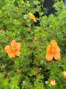 Potentilla f. 'Hopley's Orange' 3L - image 1