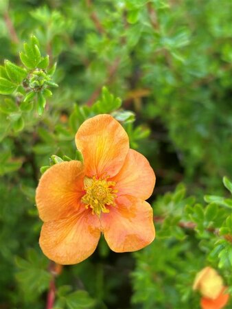 Potentilla f. 'Hopley's Orange' 3L - image 2