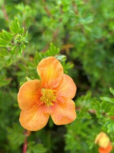 Potentilla f. 'Hopley's Orange' 3L - image 2