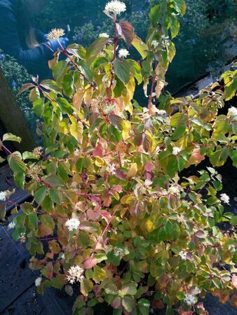 Cornus sang. 'Midwinter Fire' 100-125 Root Ball - image 1