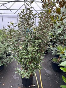Elaeagnus x ebbingei 125-150 25L - image 2