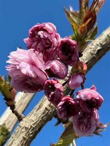 Prunus 'Kiku-shidare-zakura' SELECT STD 10/12 38L Airpot