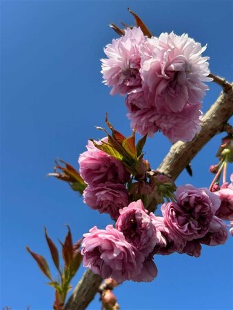 Prunus 'Kiku-shidare-zakura' SELECT STD 10/12 38L Airpot - image 2