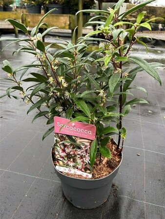 Sarcococca hookeriana 'Purple Stem' 2L