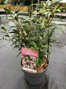 Sarcococca hookeriana 'Purple Stem' 2L