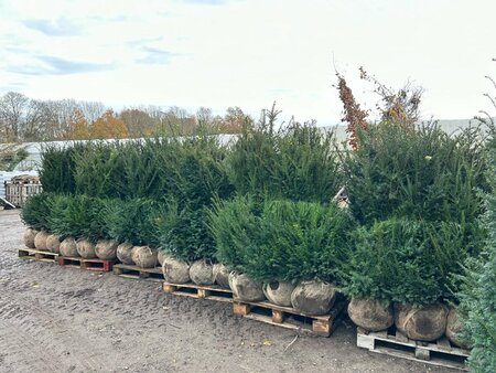 Taxus baccata 125-150 Gps quality  Root Ball