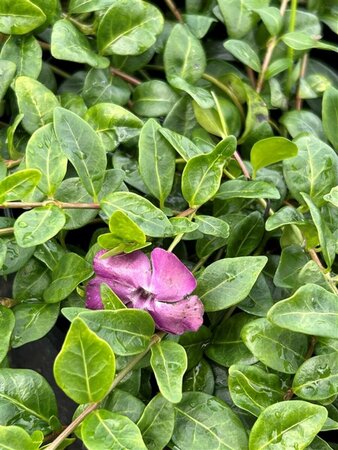 Vinca minor 'Atropurpurea' 2L - image 1