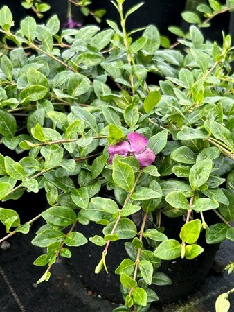 Vinca minor 'Atropurpurea' 2L - image 2