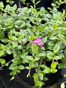 Vinca minor 'Atropurpurea' 2L - image 2