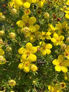 Potentilla f. 'Bella Lindsey' 5L - image 2