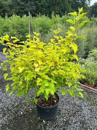 Physocarpus opulif. 'Luteus' 25L