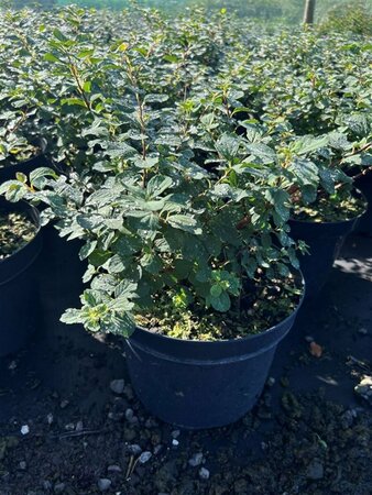 Spiraea betulifolia 'Tor' 10L