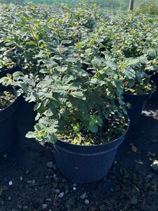 Spiraea betulifolia 'Tor' 10L