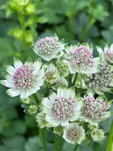 Astrantia 'Star of Billion' 2L