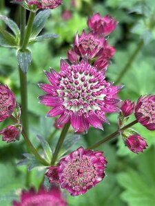 Astrantia maj. 'Star of Beauty' 2L - image 2